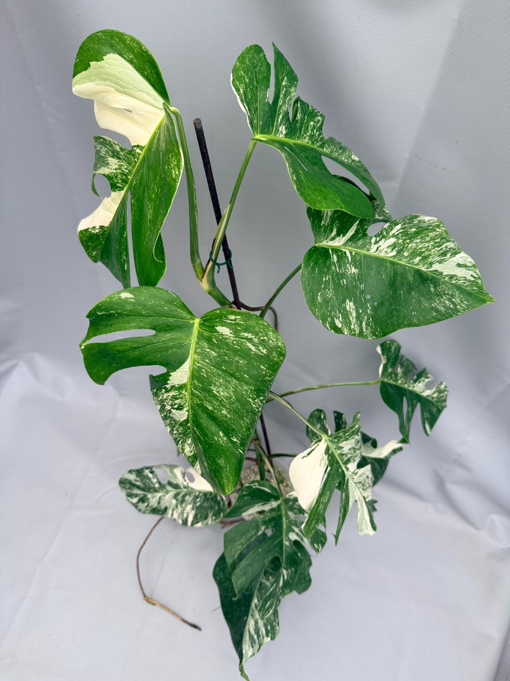 MONSTERA ALBO VARIEGATA 9