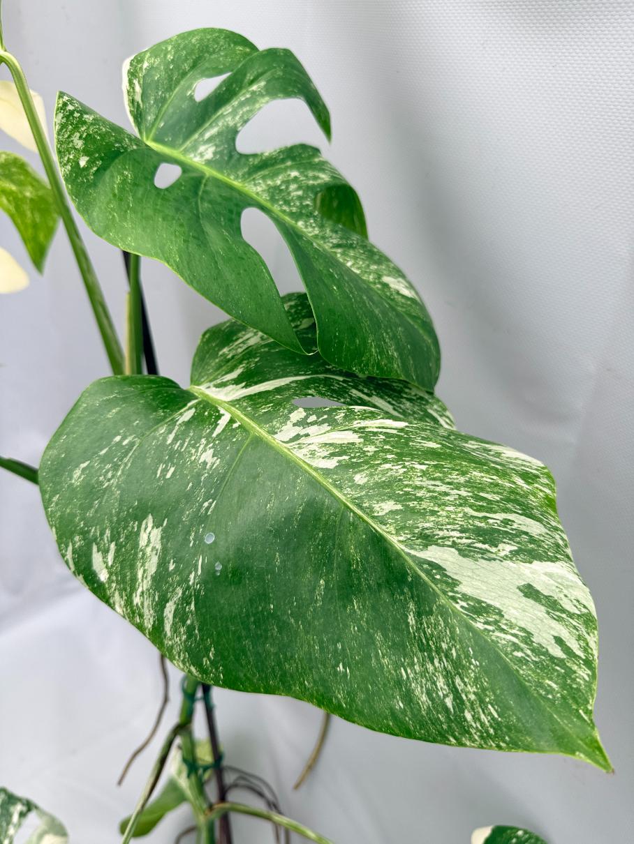 MONSTERA ALBO VARIEGATA 10