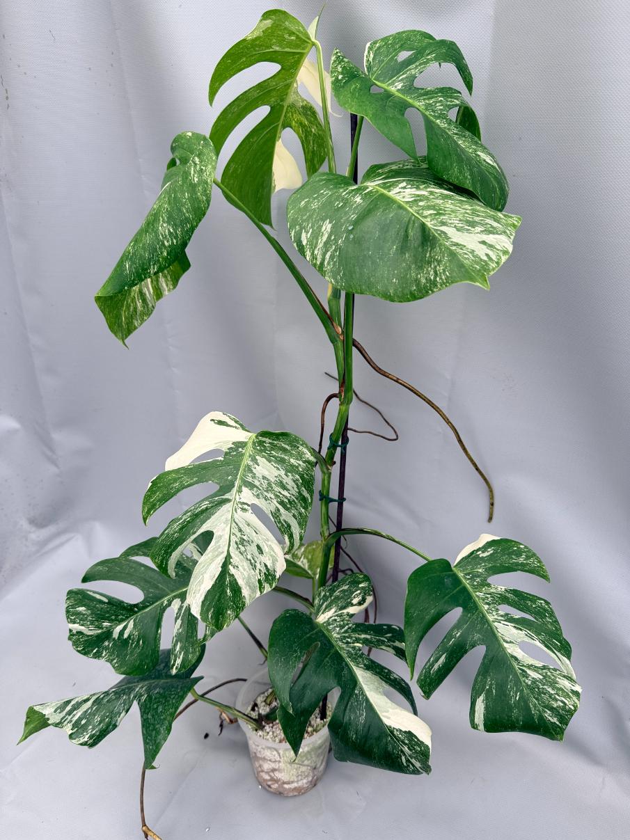 MONSTERA ALBO VARIEGATA 1