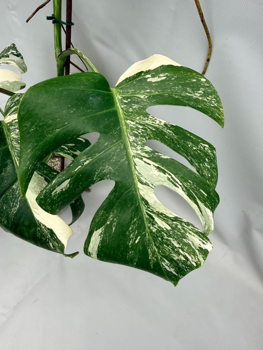 MONSTERA ALBO VARIEGATA 3