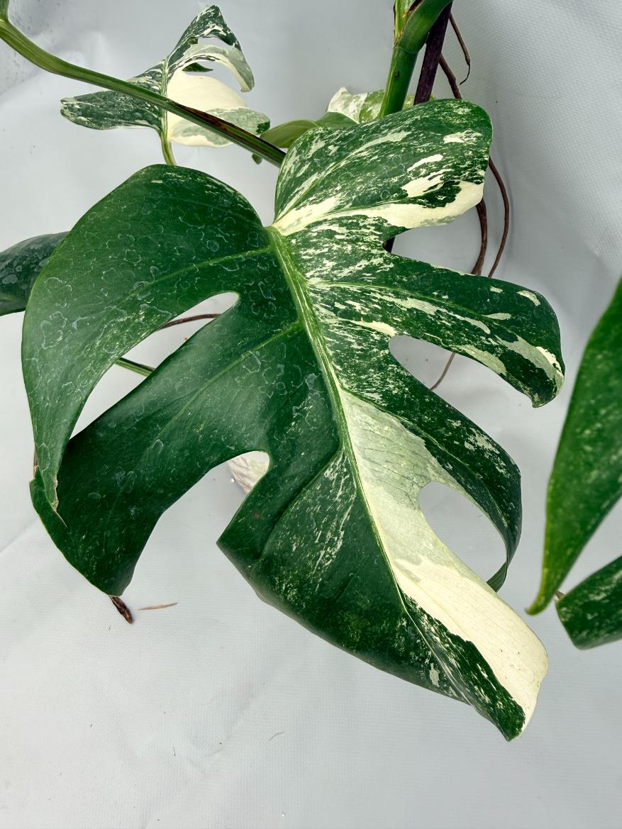 MONSTERA ALBO VARIEGATA 4