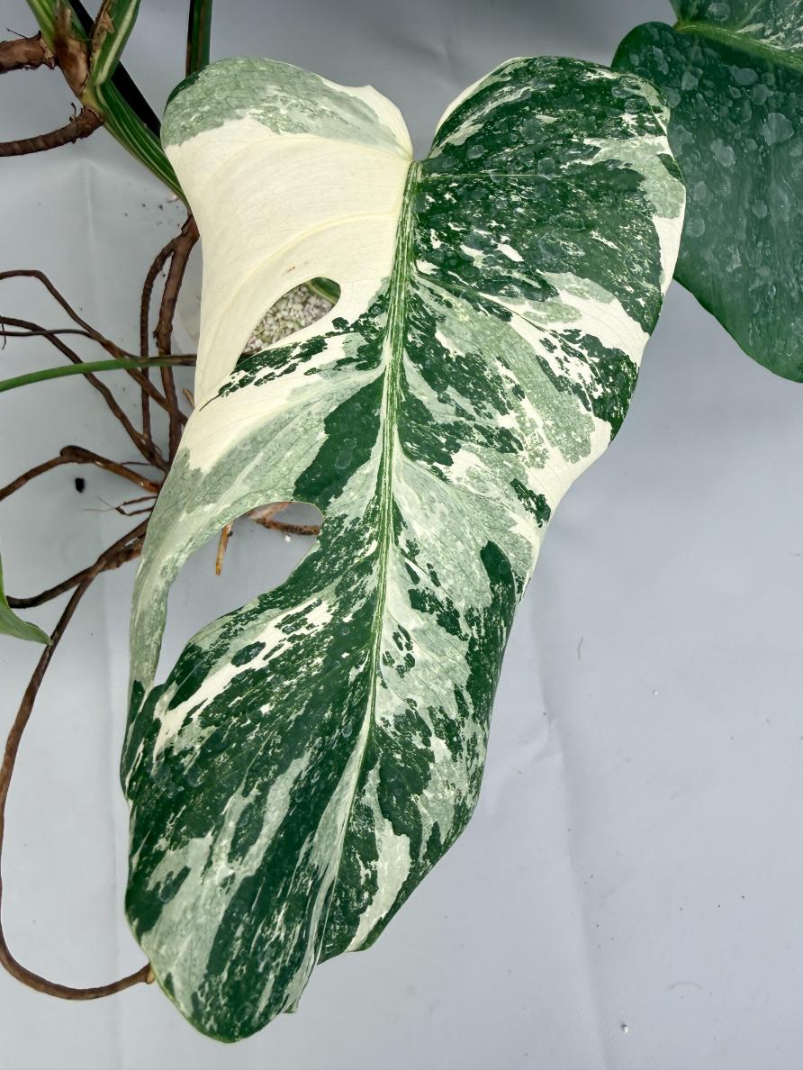MONSTERA ALBO VARIEGATA 5