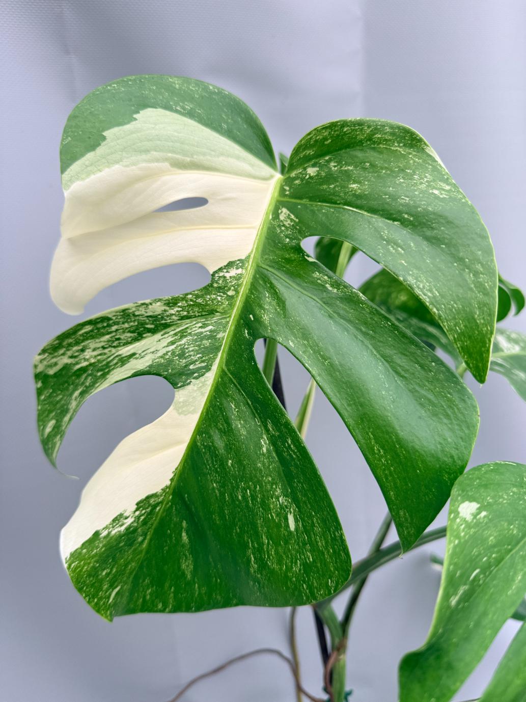 MONSTERA ALBO VARIEGATA 6