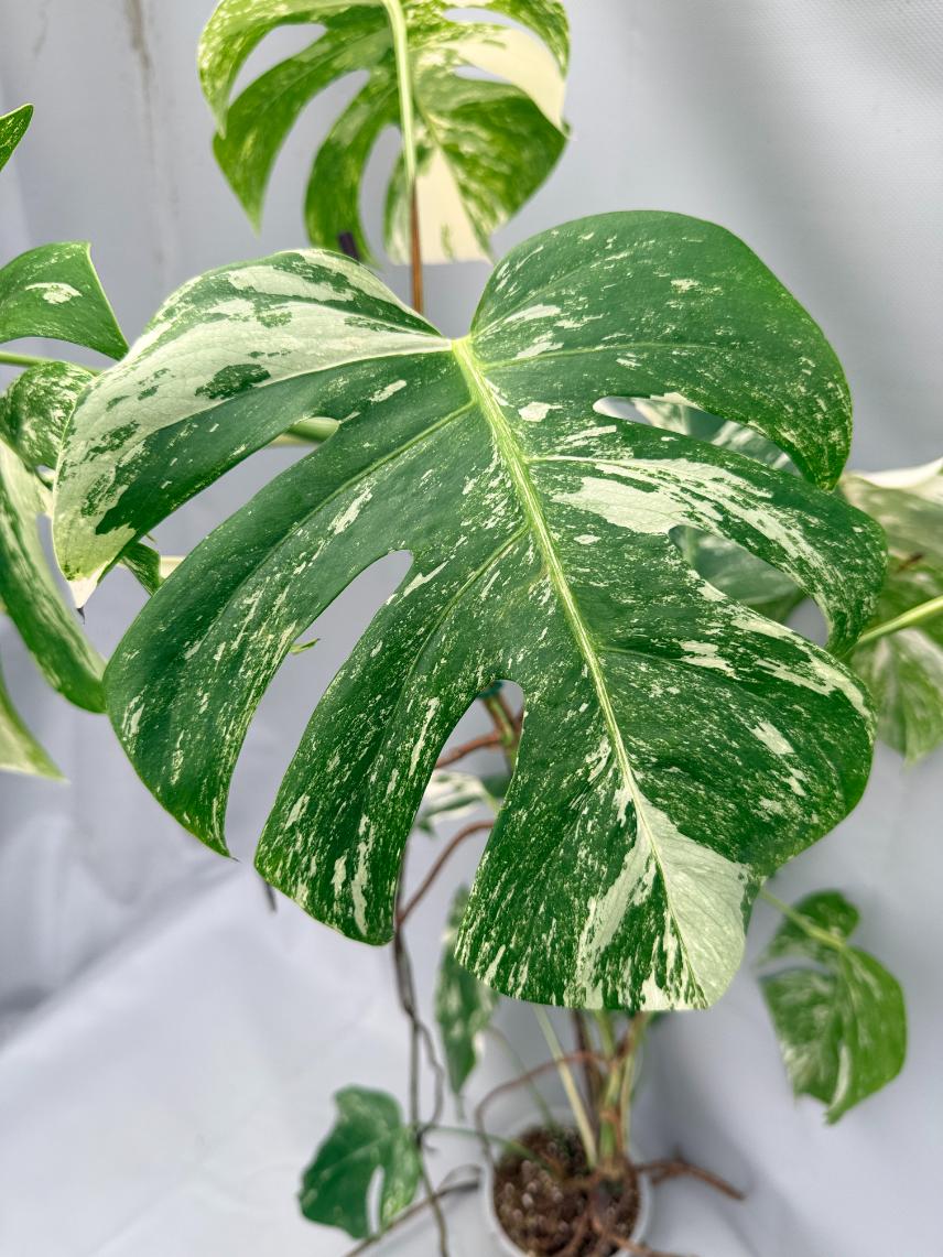 MONSTERA ALBO VARIEGATA 7