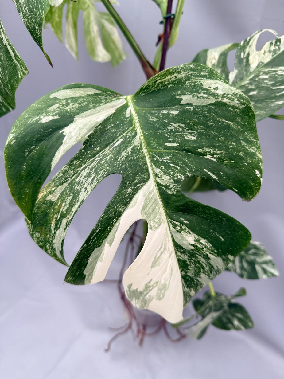 MONSTERA ALBO VARIEGATA 8
