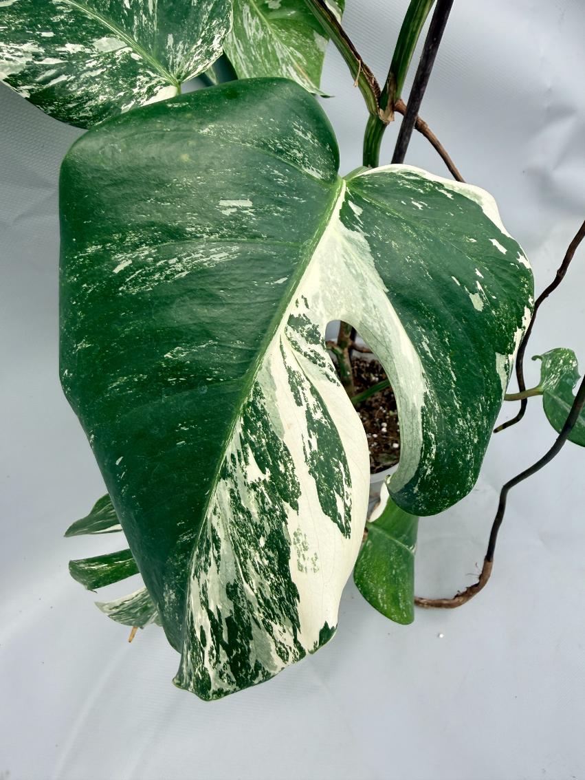 MONSTERA ALBO VARIEGATA 9