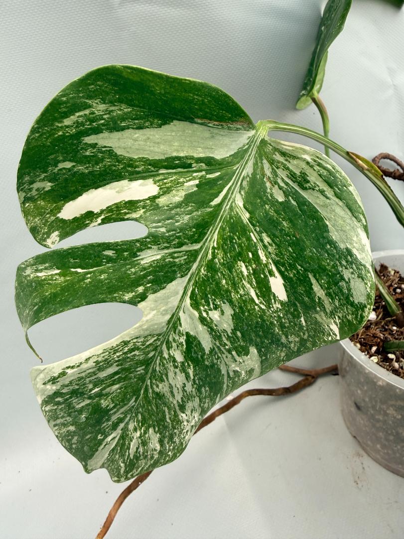 Monstera Albo Variegata XL