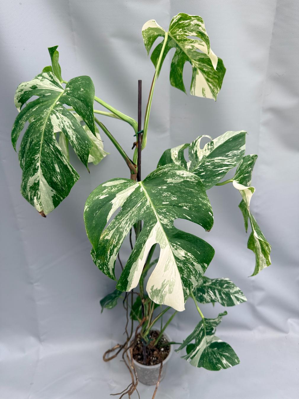 MONSTERA ALBO VARIEGATA 1