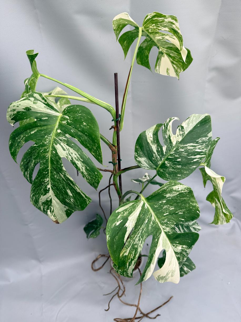 MONSTERA ALBO VARIEGATA 2