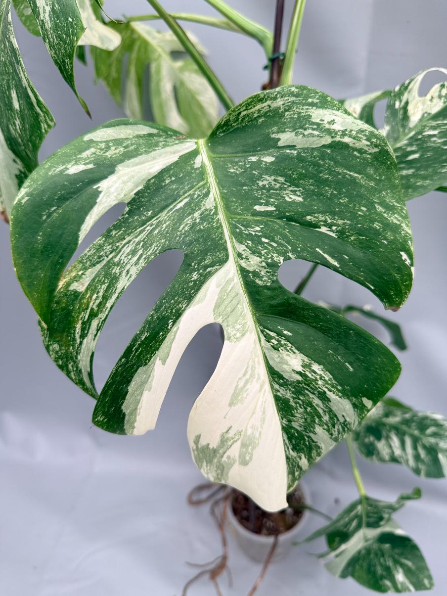 MONSTERA ALBO VARIEGATA 3