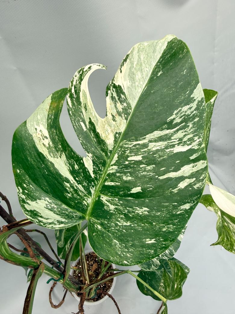 MONSTERA ALBO VARIEGATA 4