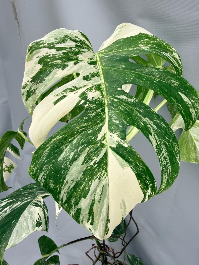MONSTERA ALBO VARIEGATA 5
