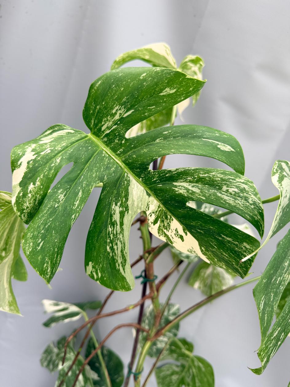 MONSTERA ALBO VARIEGATA 6