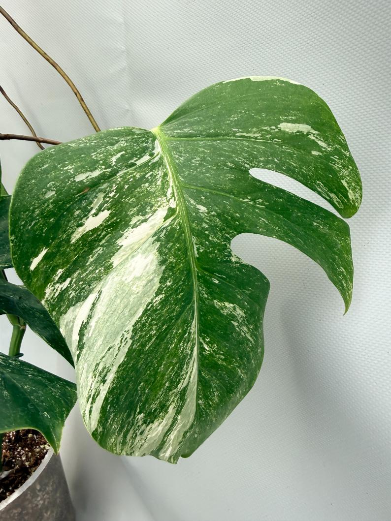 MONSTERA ALBO VARIEGATA 8
