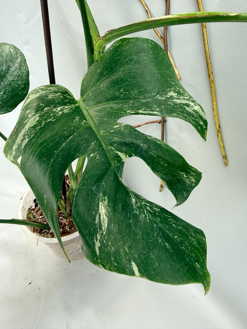 MONSTERA ALBO VARIEGATA 9