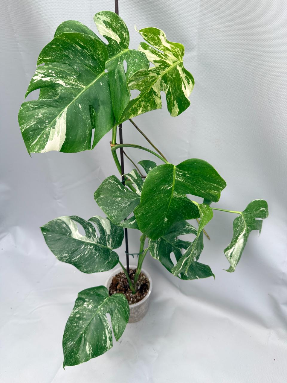 MONSTERA ALBO VARIEGATA 1