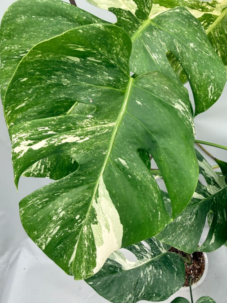 MONSTERA ALBO VARIEGATA 2