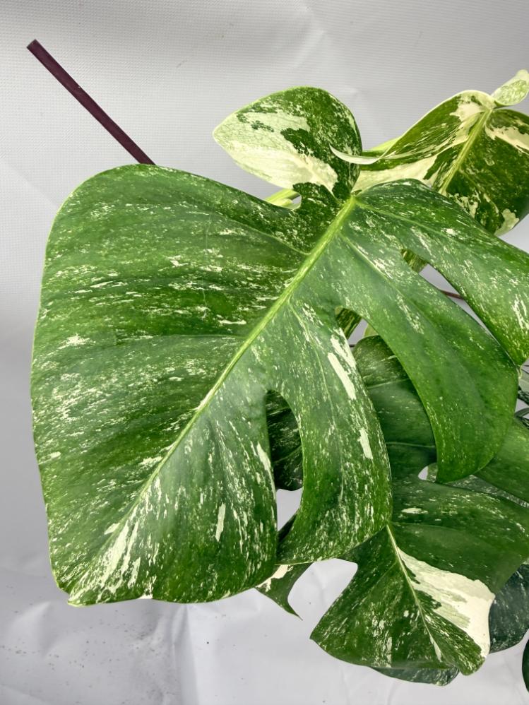 MONSTERA ALBO VARIEGATA 3
