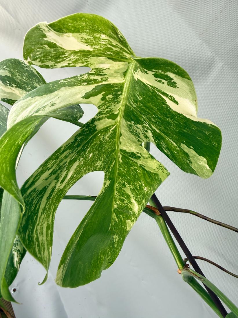 MONSTERA ALBO VARIEGATA 4