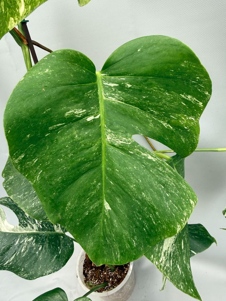 MONSTERA ALBO VARIEGATA 5