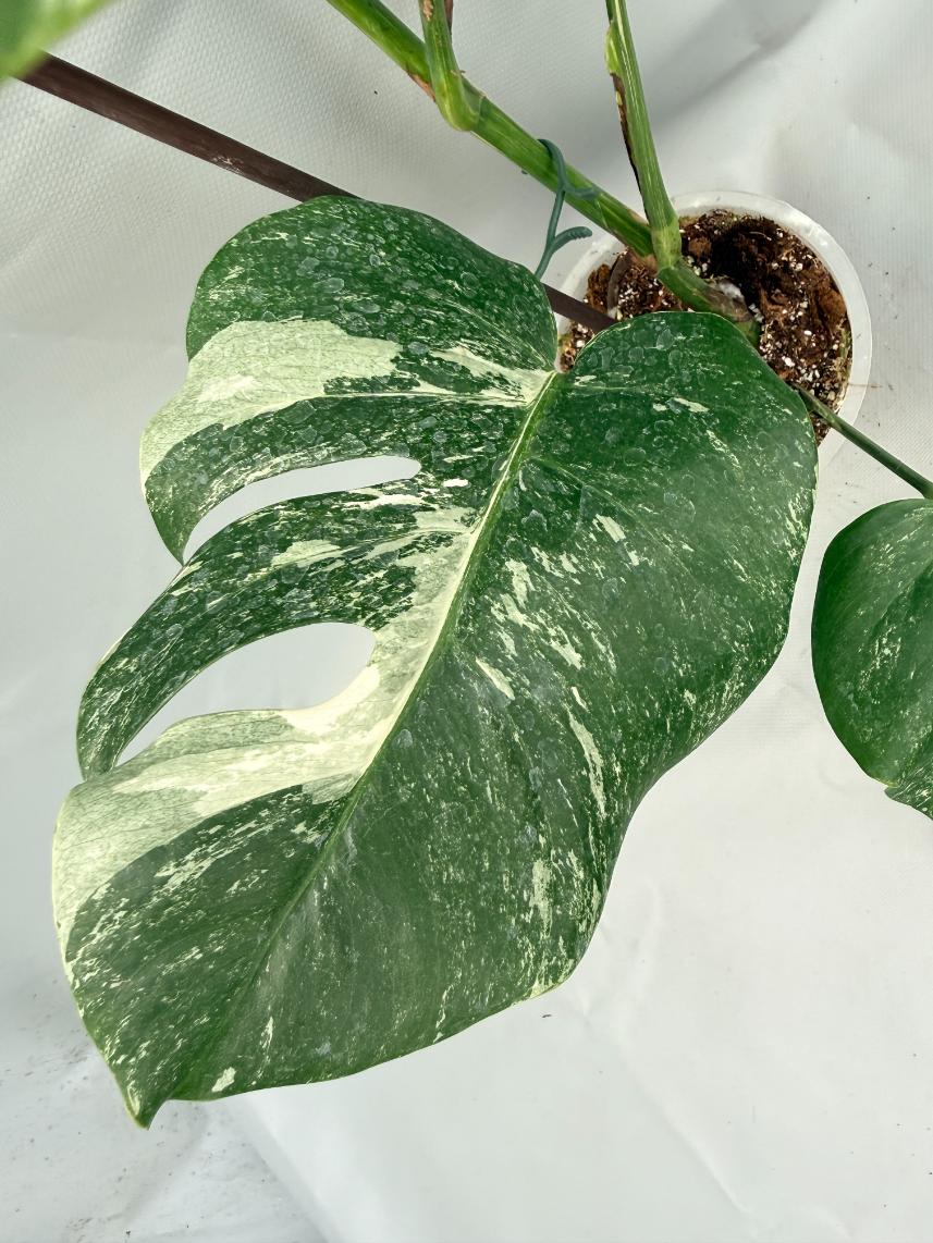 MONSTERA ALBO VARIEGATA 6
