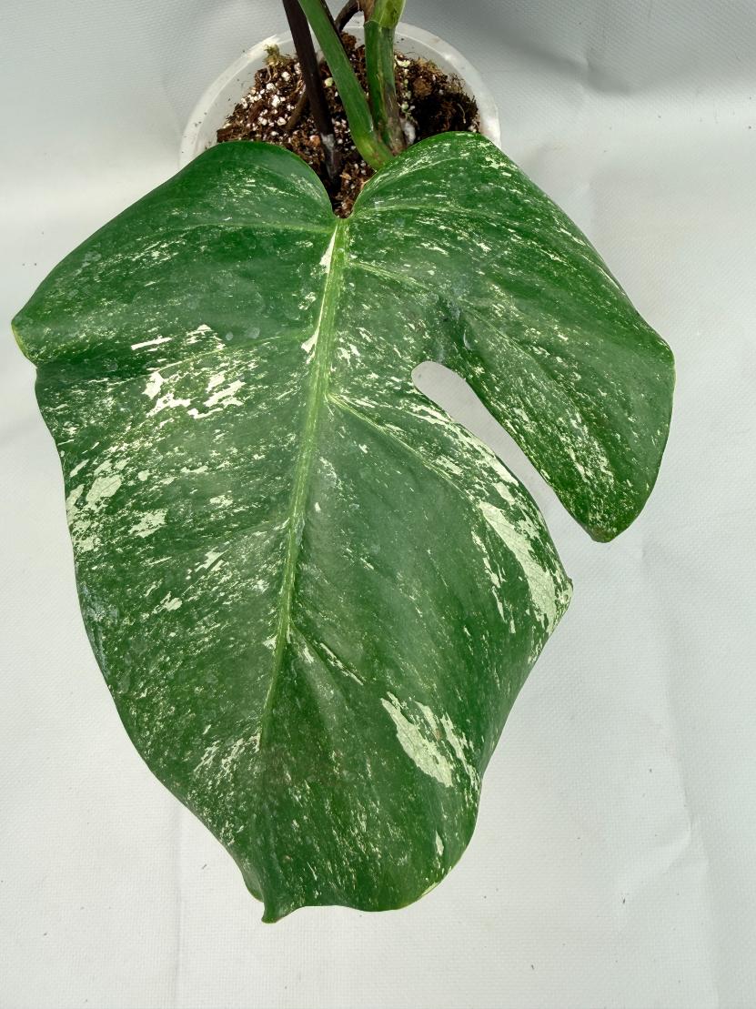 MONSTERA ALBO VARIEGATA 7