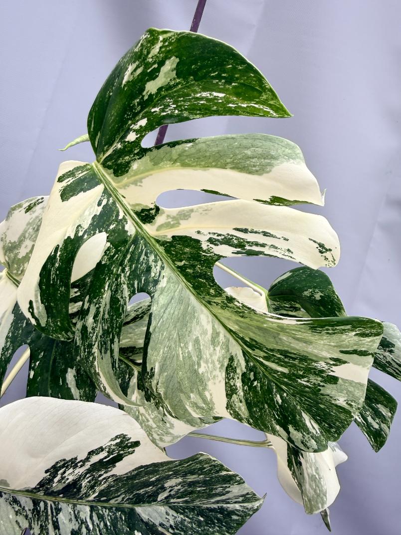 MONSTERA ALBO VARIEGATA 6