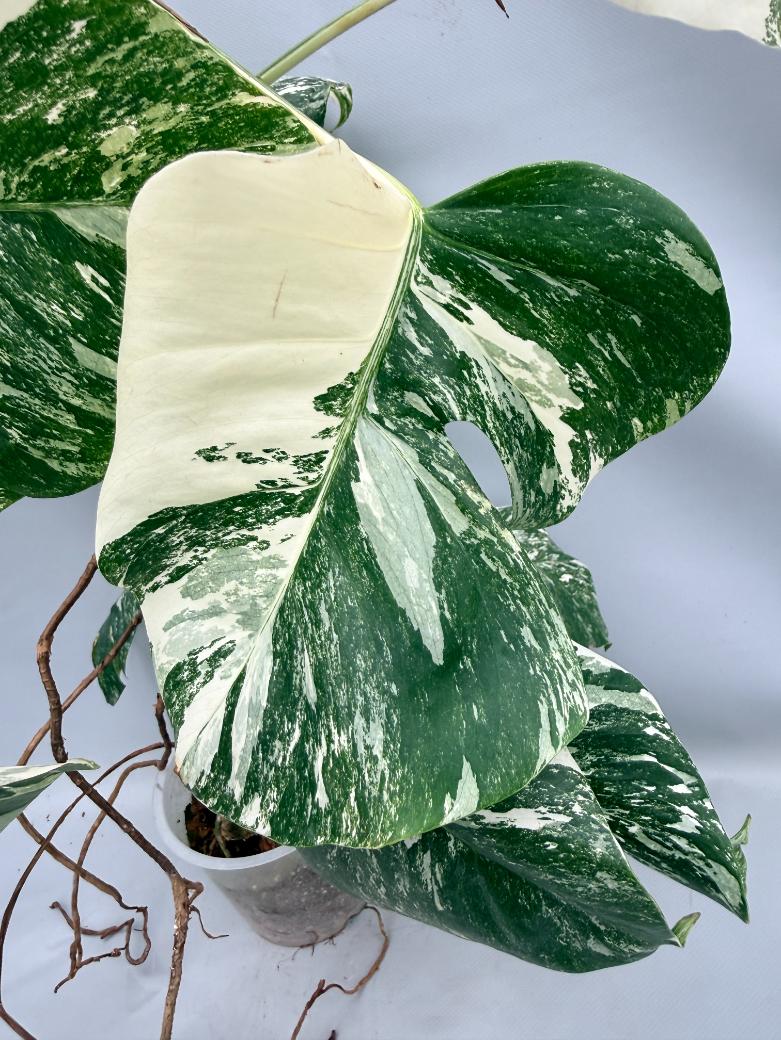 MONSTERA ALBO VARIEGATA 2