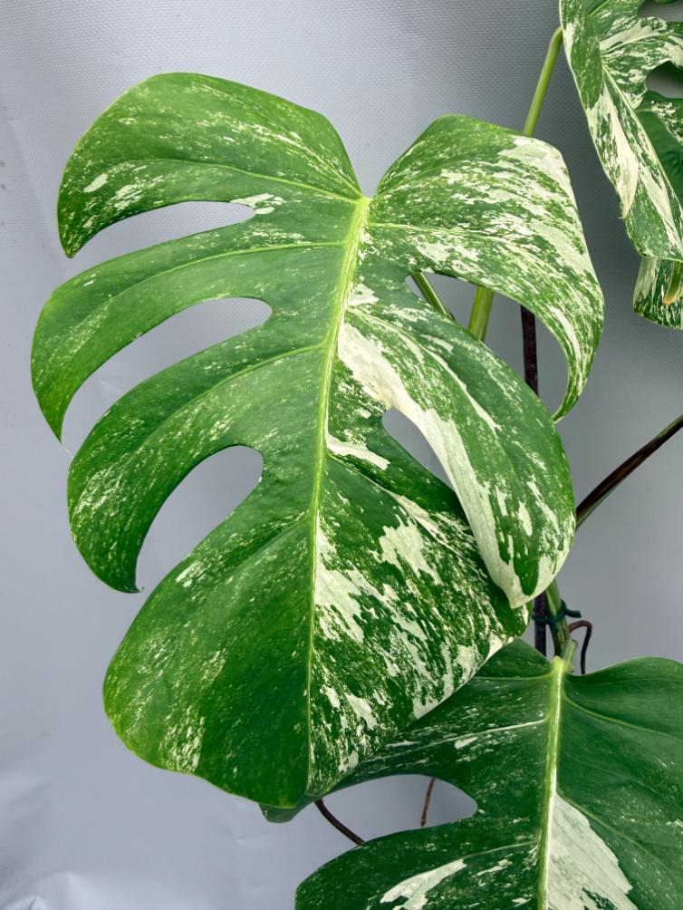MONSTERA ALBO VARIEGATA 7