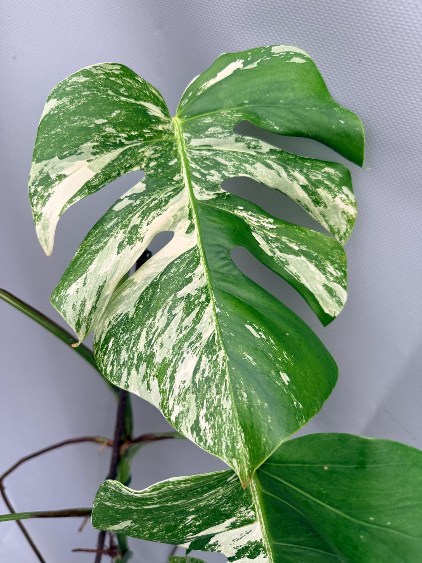 MONSTERA ALBO VARIEGATA 8
