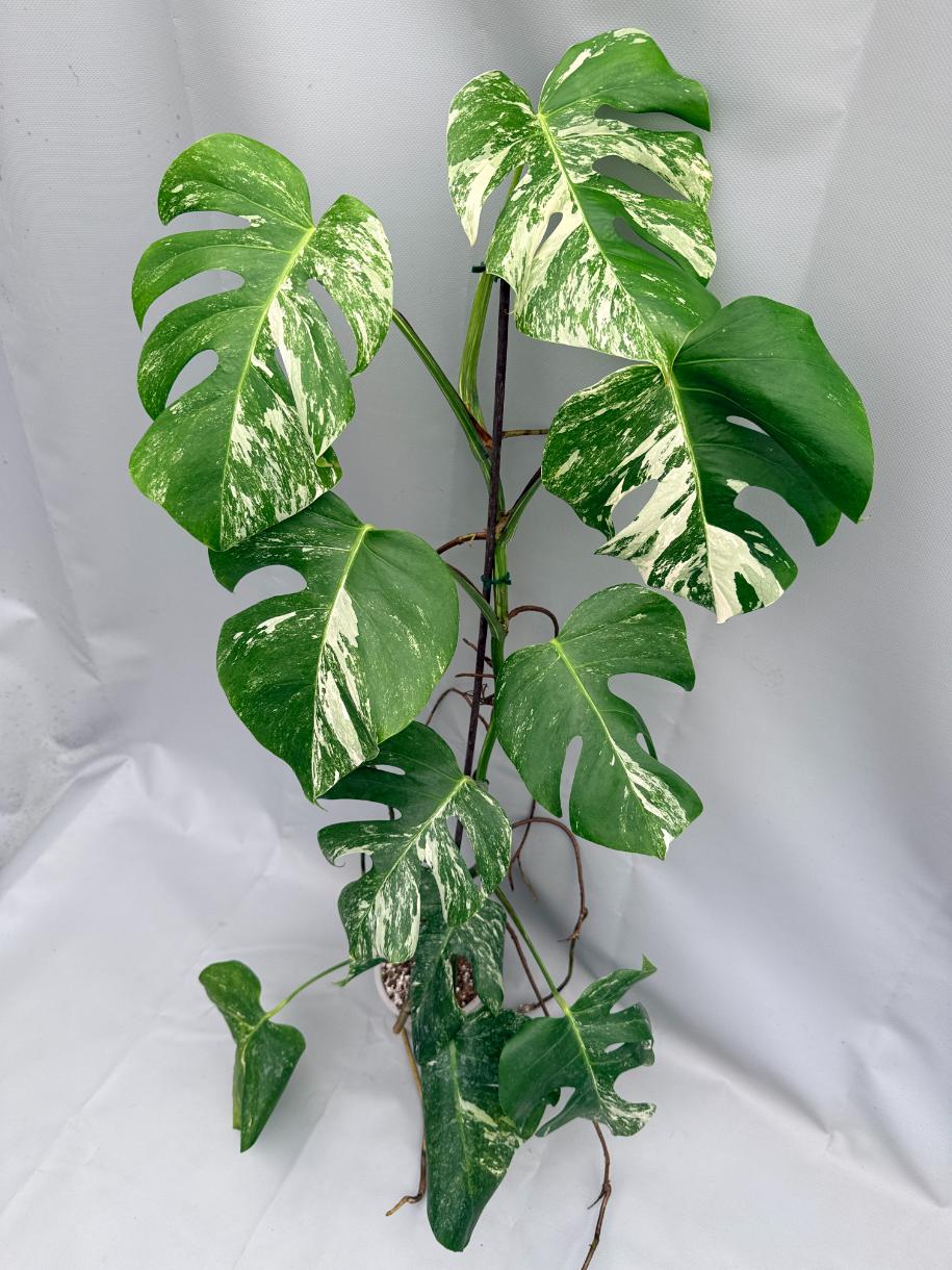 MONSTERA ALBO VARIEGATA 9