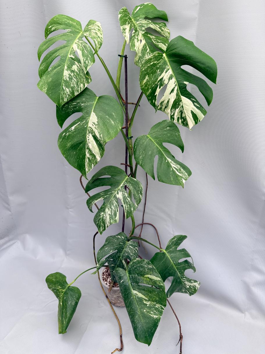 MONSTERA ALBO VARIEGATA 1
