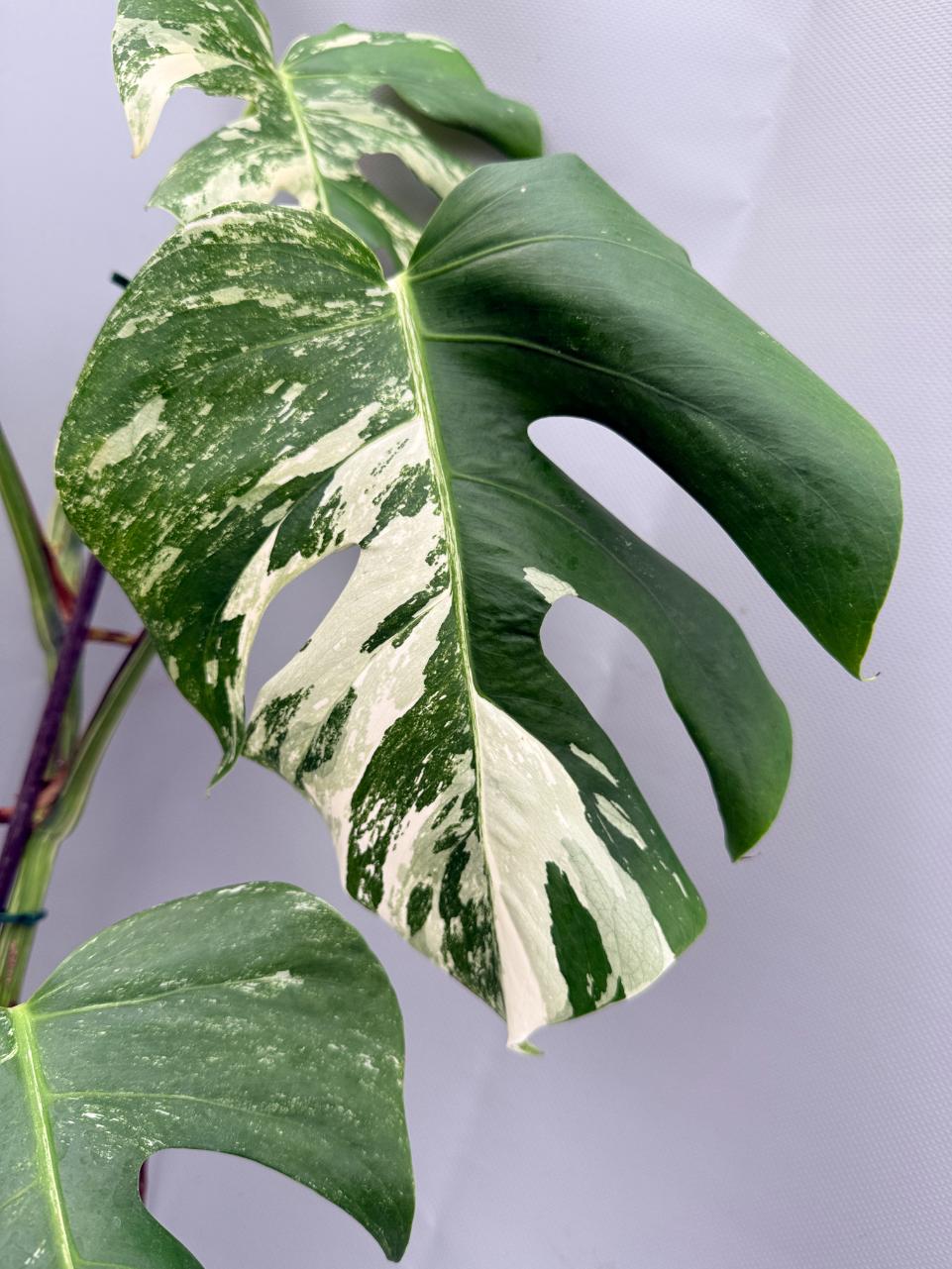 MONSTERA ALBO VARIEGATA 2