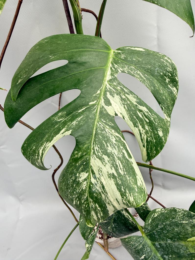 MONSTERA ALBO VARIEGATA 3