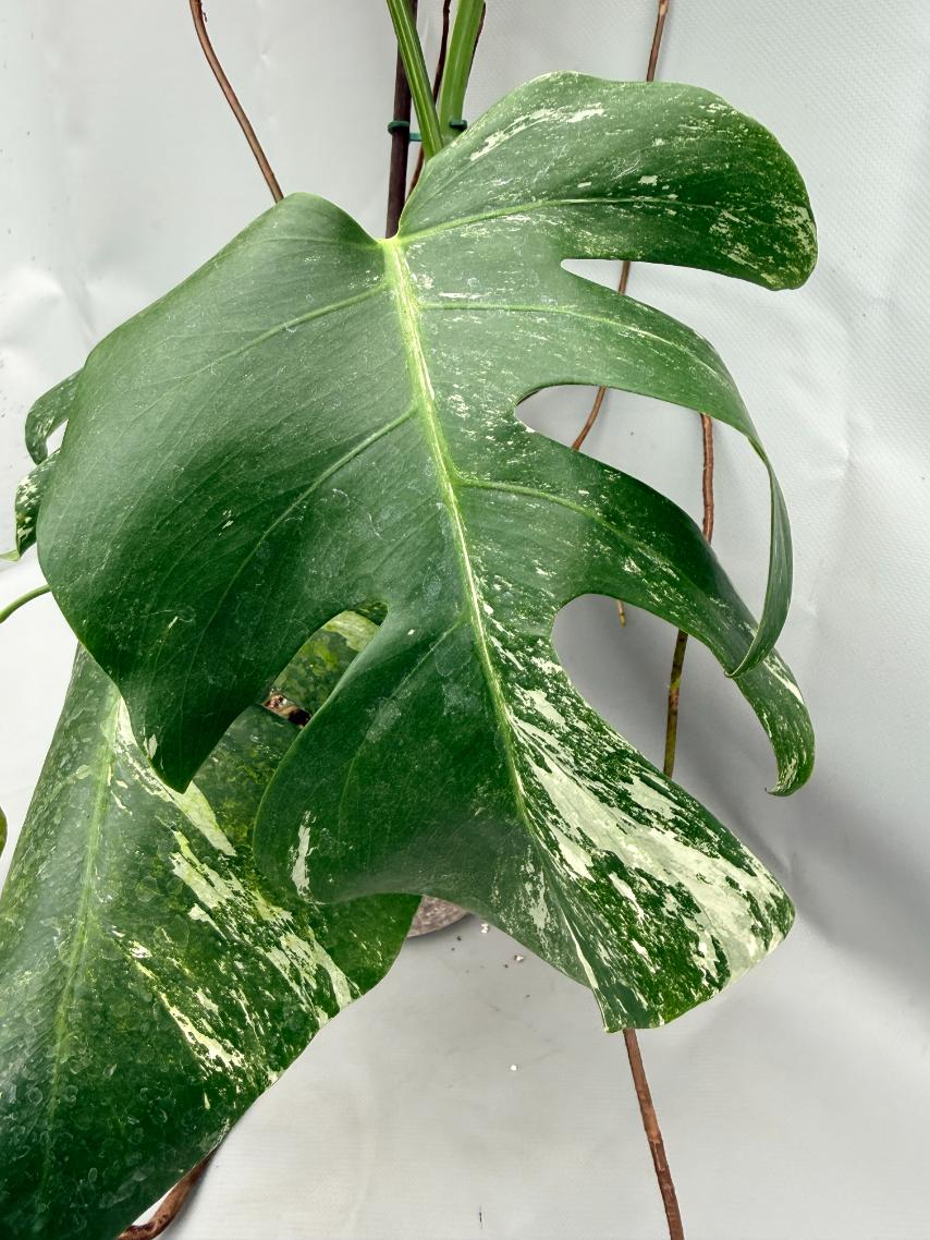 MONSTERA ALBO VARIEGATA 4