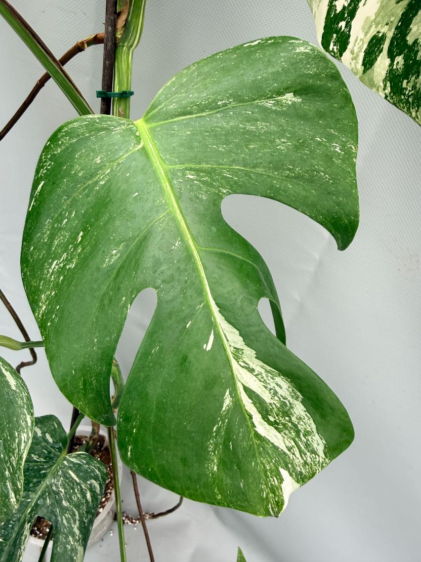 MONSTERA ALBO VARIEGATA 5