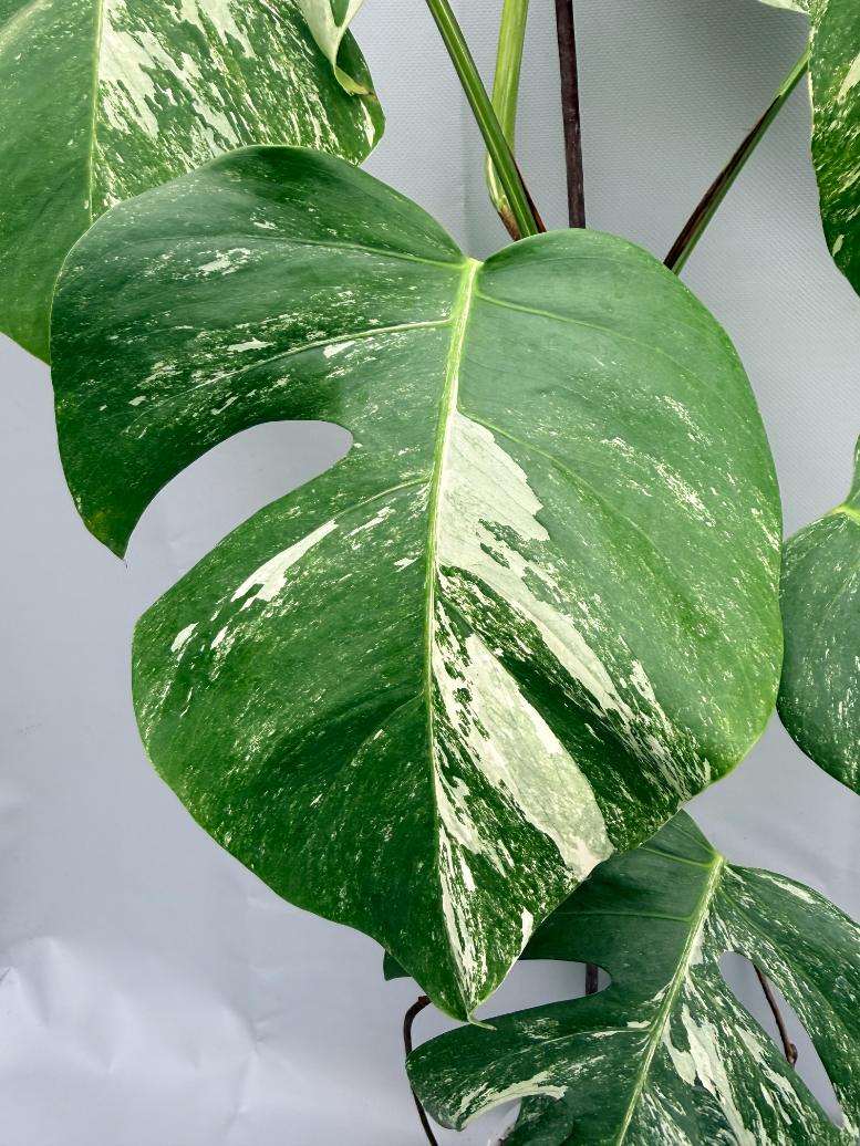 MONSTERA ALBO VARIEGATA 6