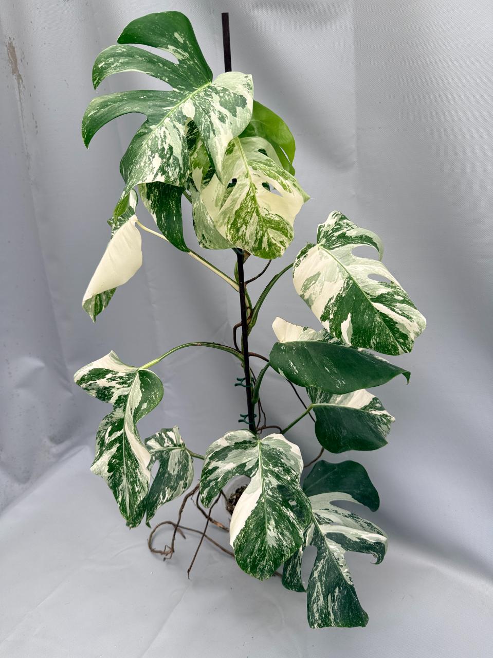 MONSTERA ALBO VARIEGATA 1