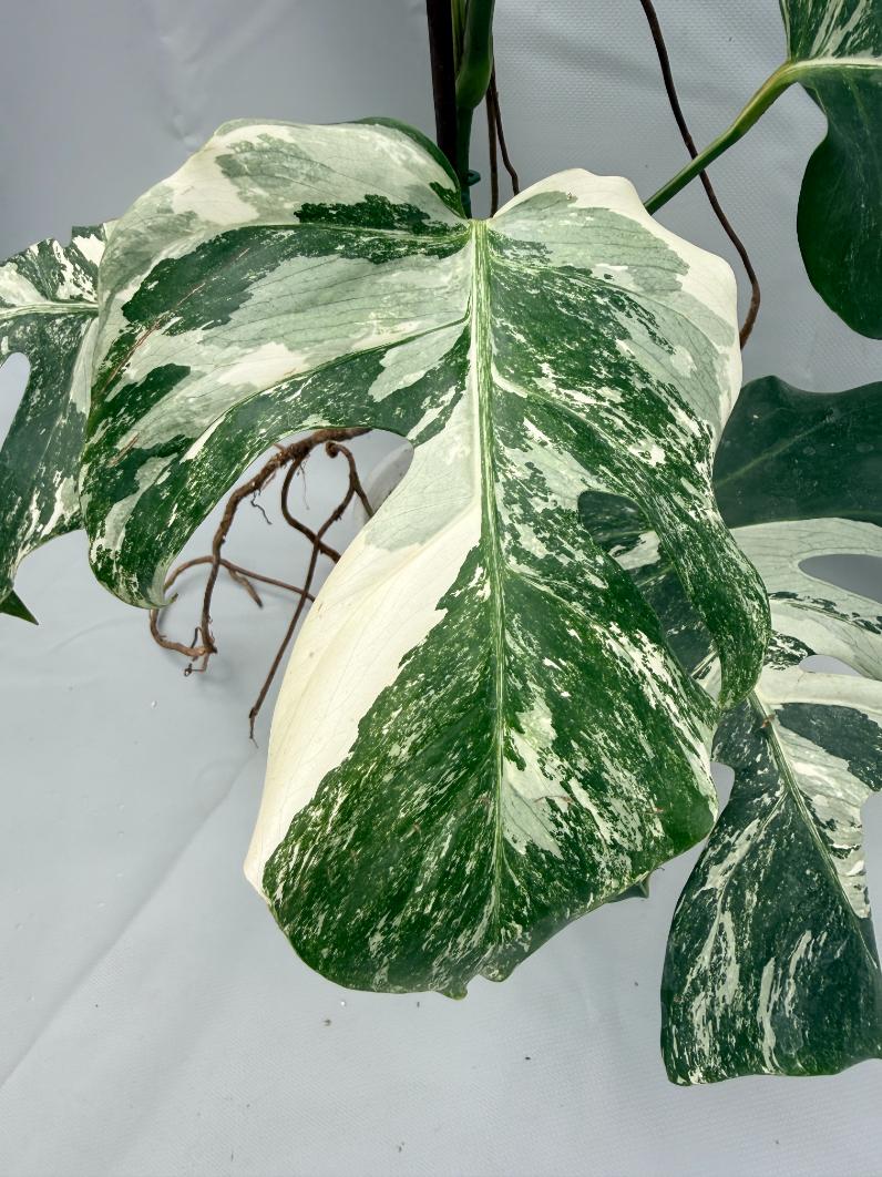 MONSTERA ALBO VARIEGATA 2