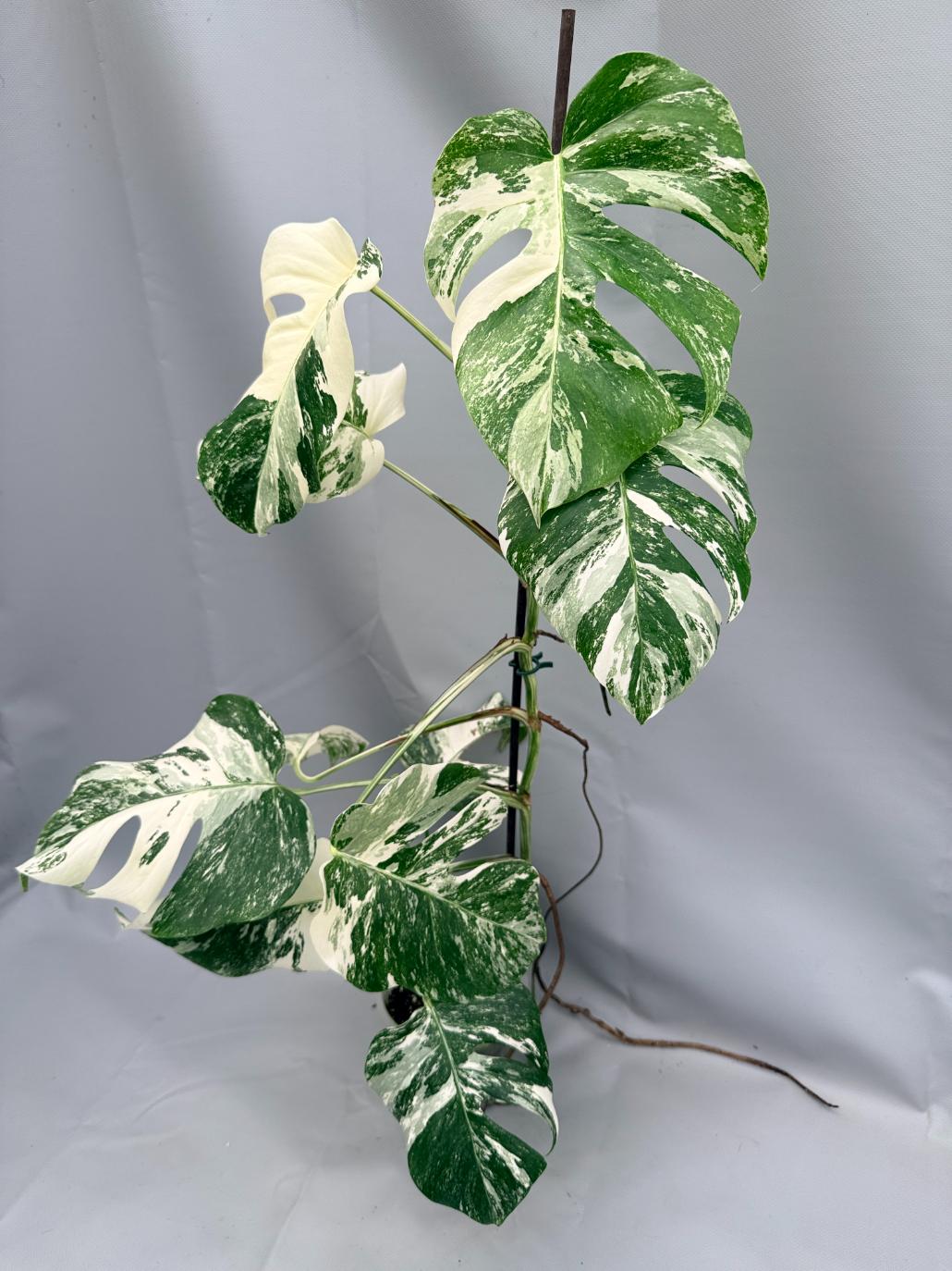 MONSTERA ALBO VARIEGATA 1