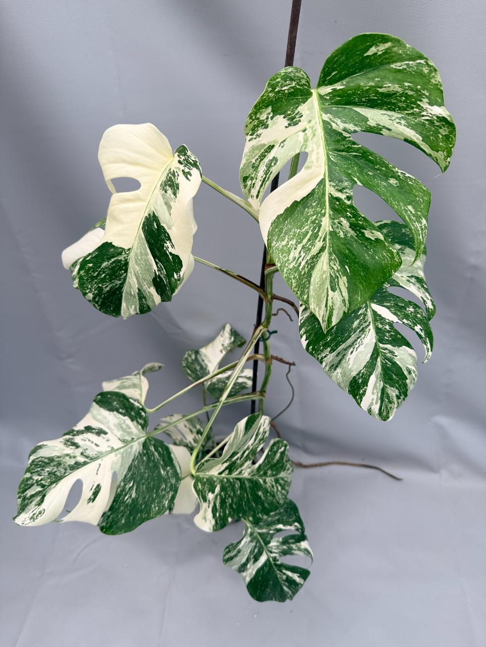 MONSTERA ALBO VARIEGATA 2