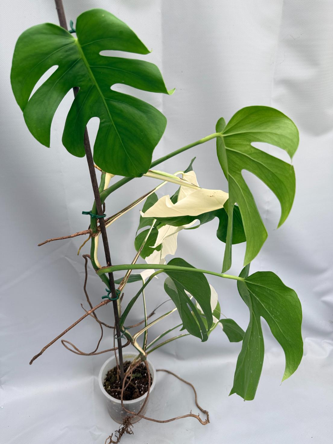 MONSTERA ALBO VARIEGATA 7