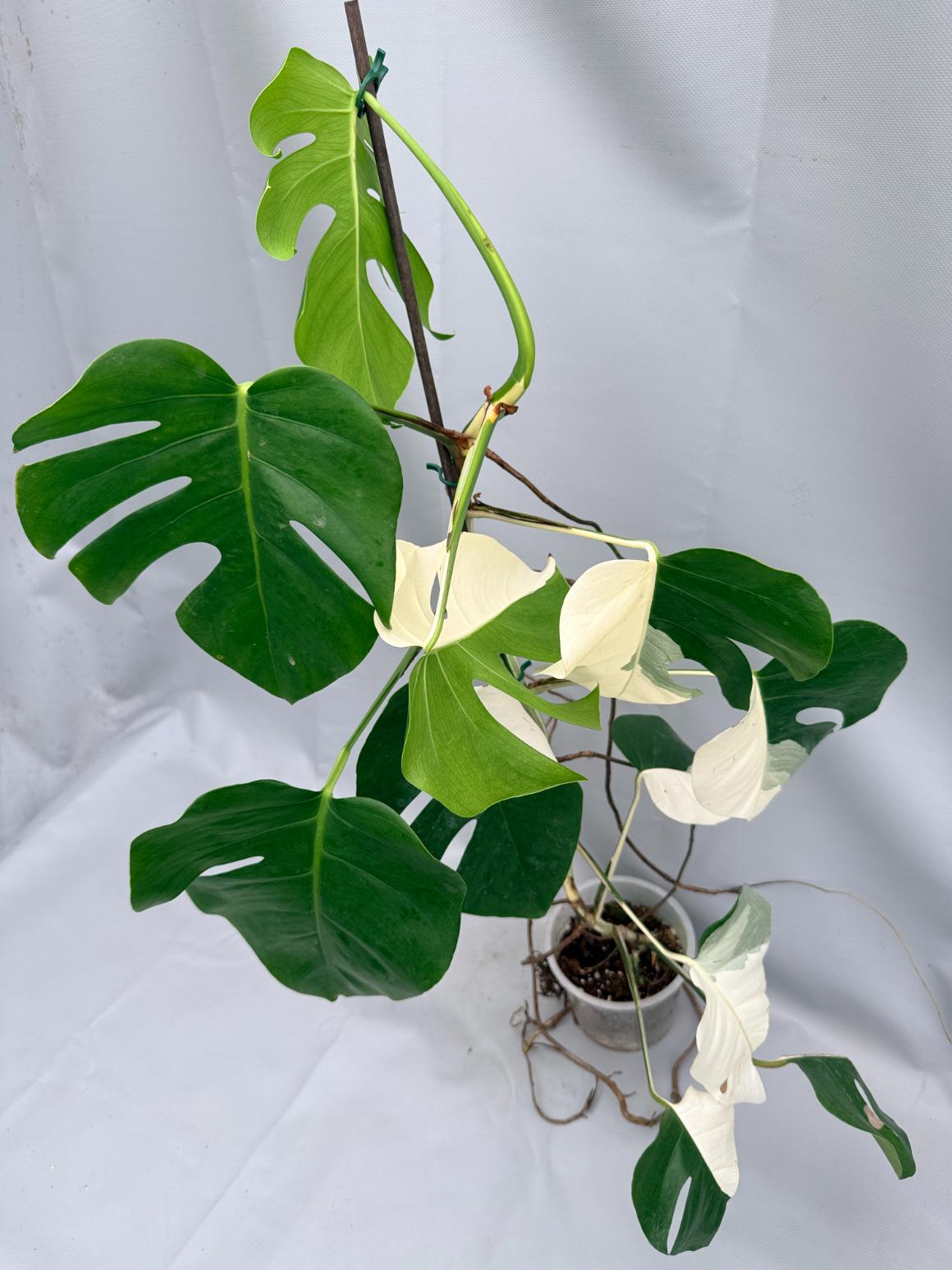 MONSTERA ALBO VARIEGATA 8