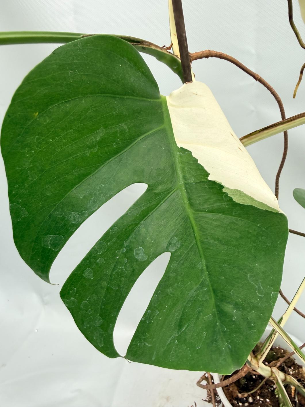MONSTERA ALBO VARIEGATA 9