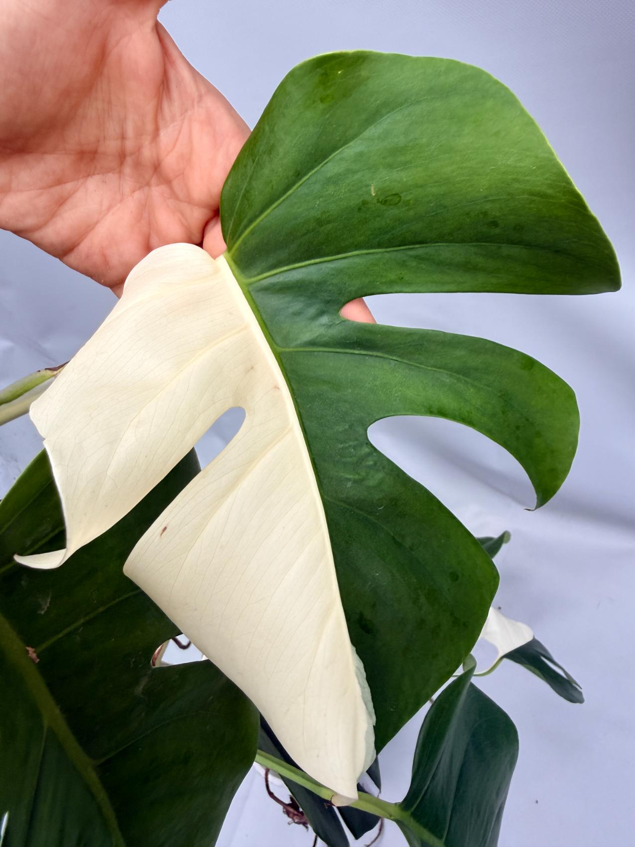 MONSTERA ALBO VARIEGATA 10