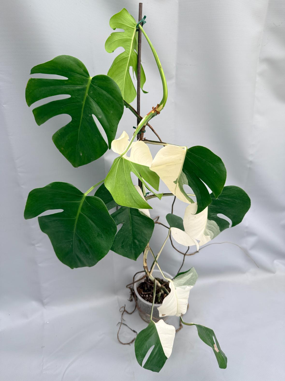 MONSTERA ALBO VARIEGATA 1