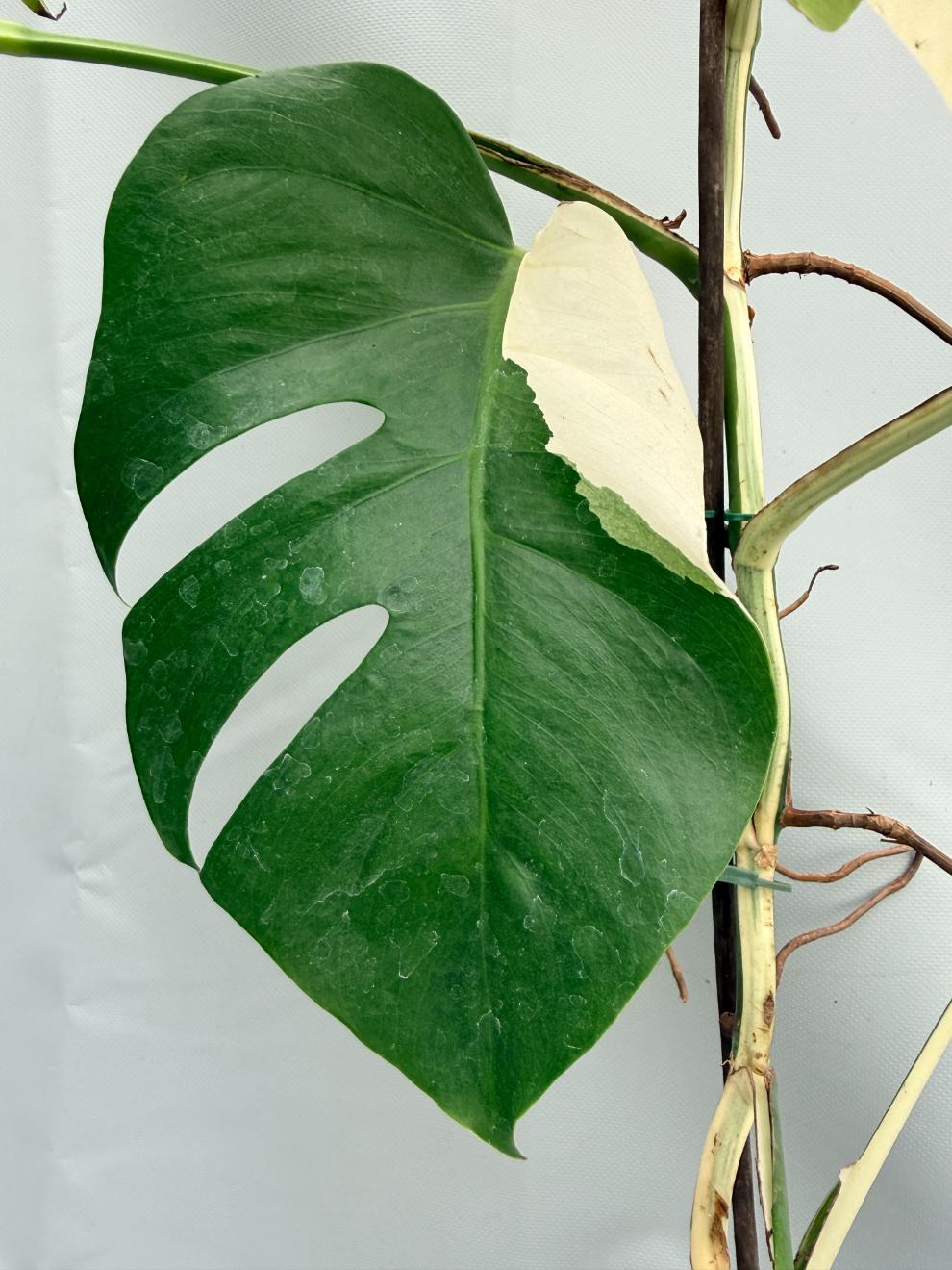 MONSTERA ALBO VARIEGATA 2