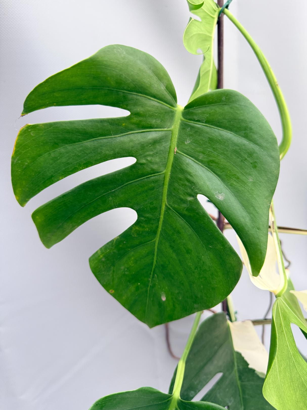 MONSTERA ALBO VARIEGATA 3