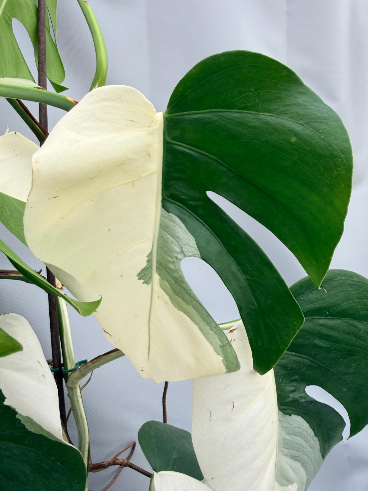 MONSTERA ALBO VARIEGATA 4