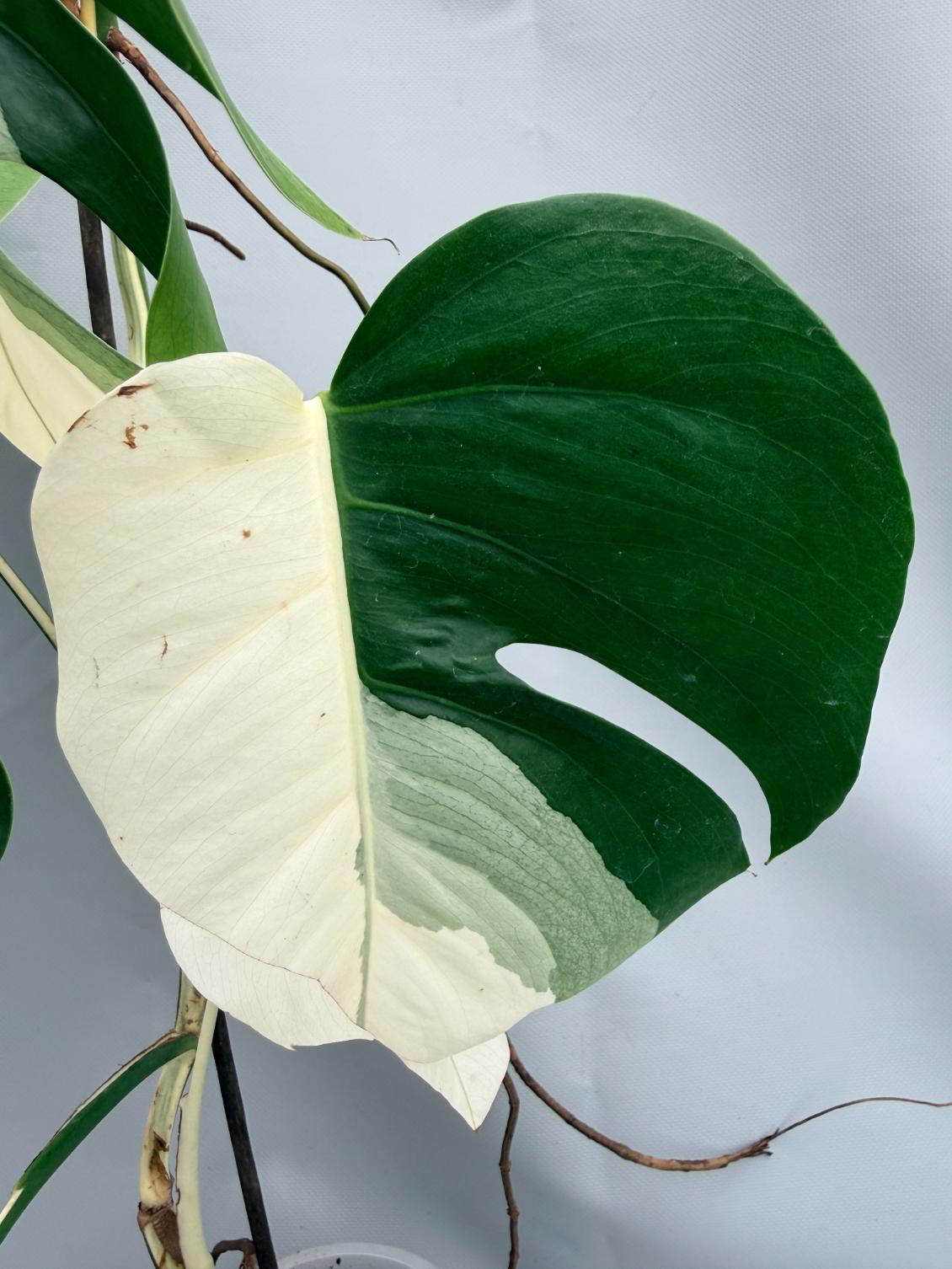 5 leaf monstera albo Monstera Albo Variegata